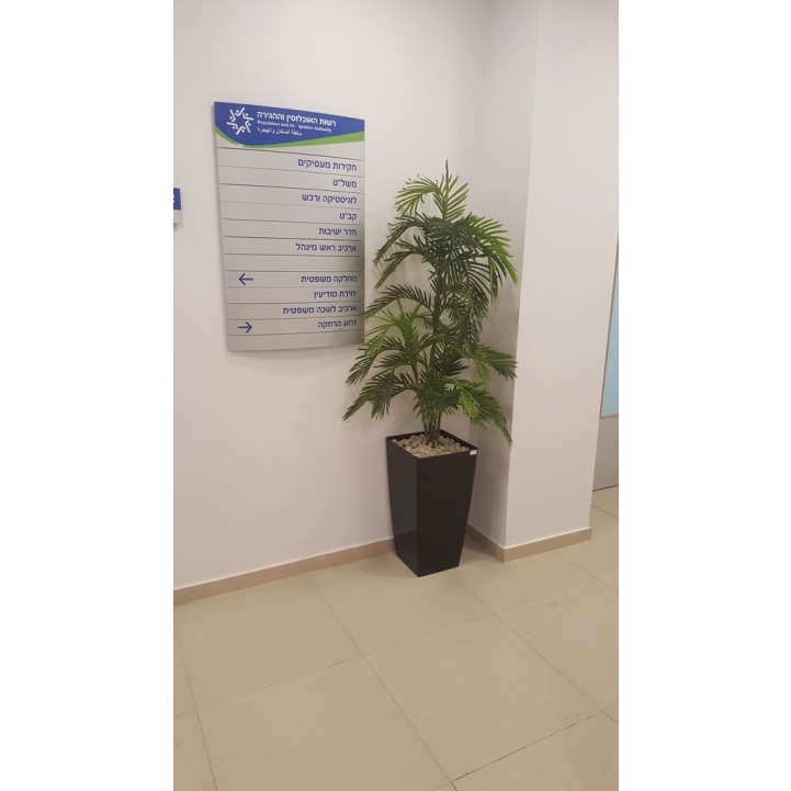 דקל אריקה 1.60 מטר