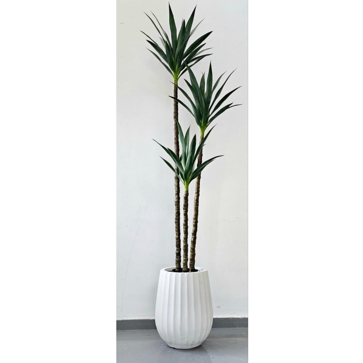 יוקה_במבוק_1.8