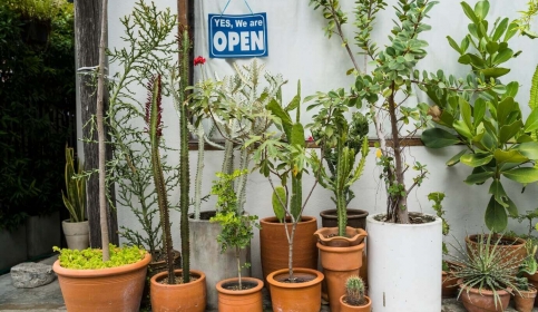 למה לבחור בחנות צמחים מלאכותיים לעיצוב הבית שלכם?