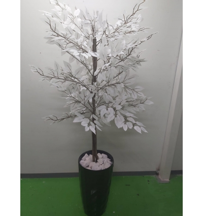 עץ לבן 60 סמ