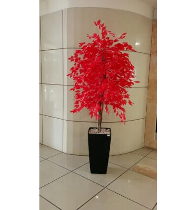 עץ שמש אדומה 180